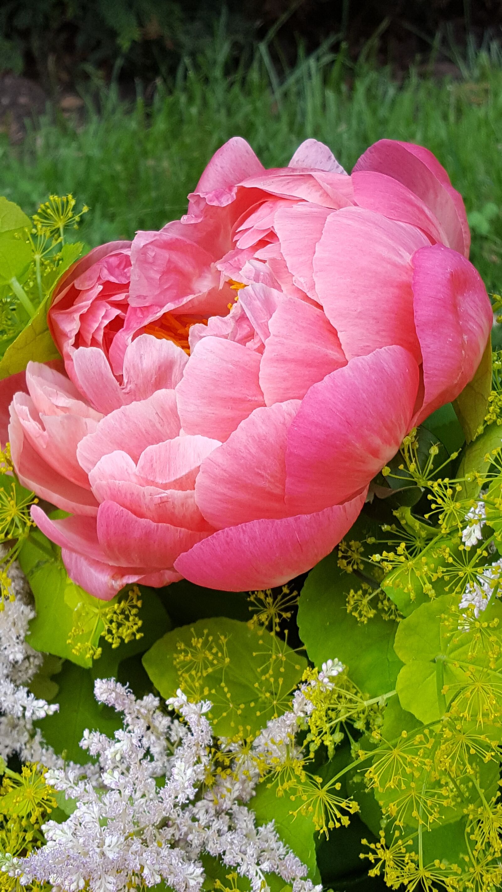 Samsung Galaxy S6 sample photo. Peony, decorative flower, bouquet photography