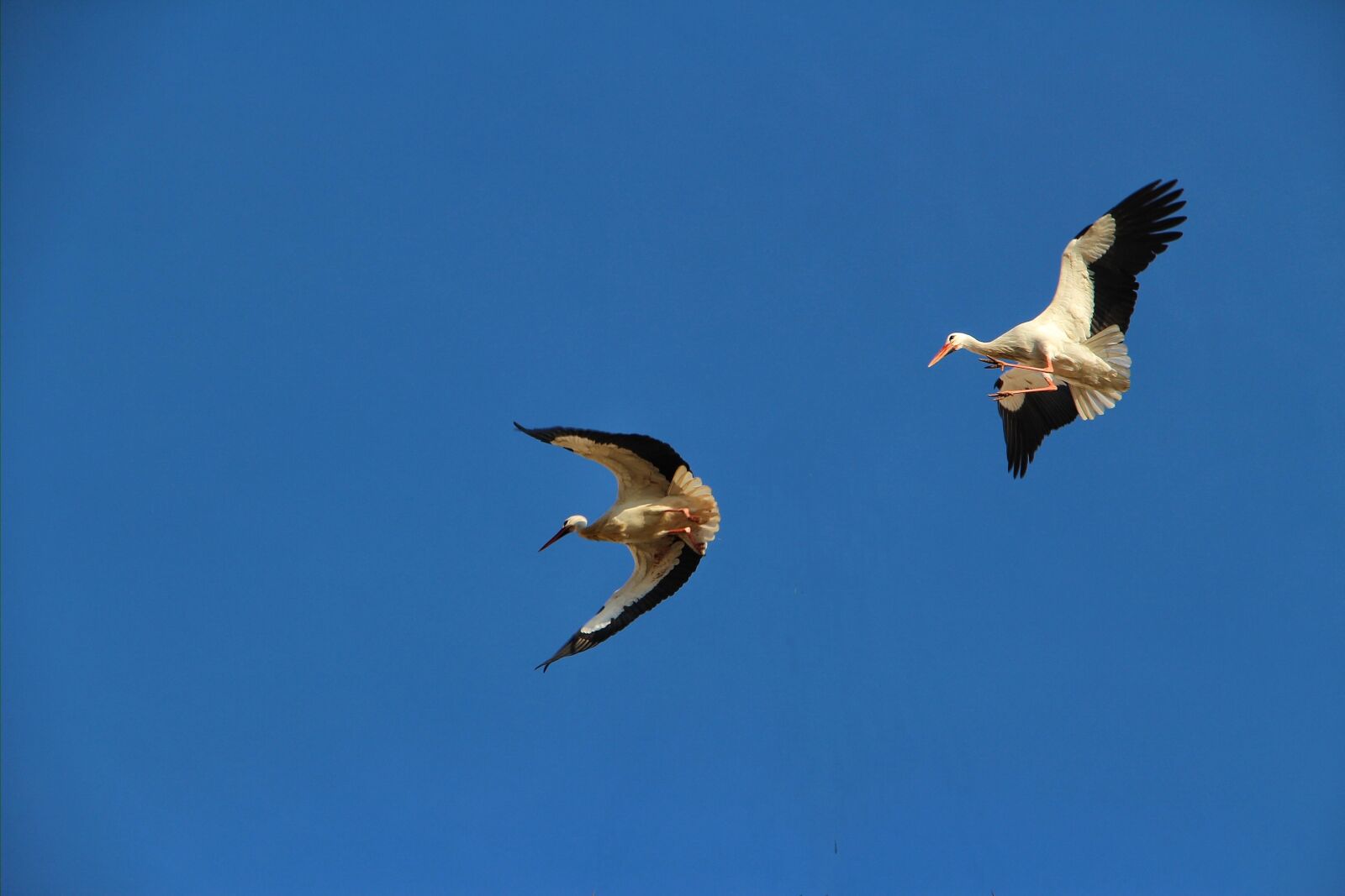 Canon EOS 100D (EOS Rebel SL1 / EOS Kiss X7) sample photo. White storks, flying, freedom photography