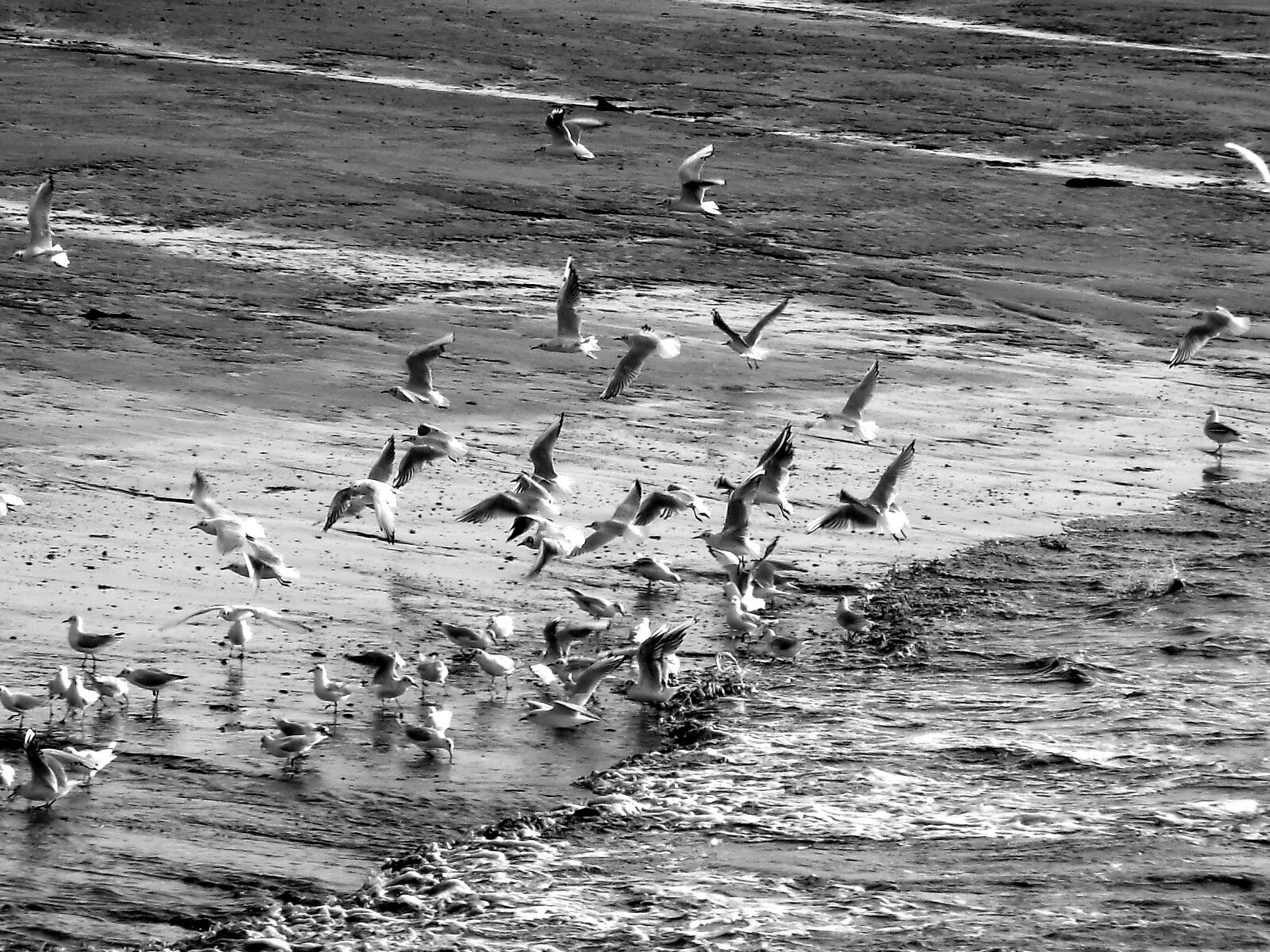 CASIO EX-H5 sample photo. Birds, sea, north sea photography