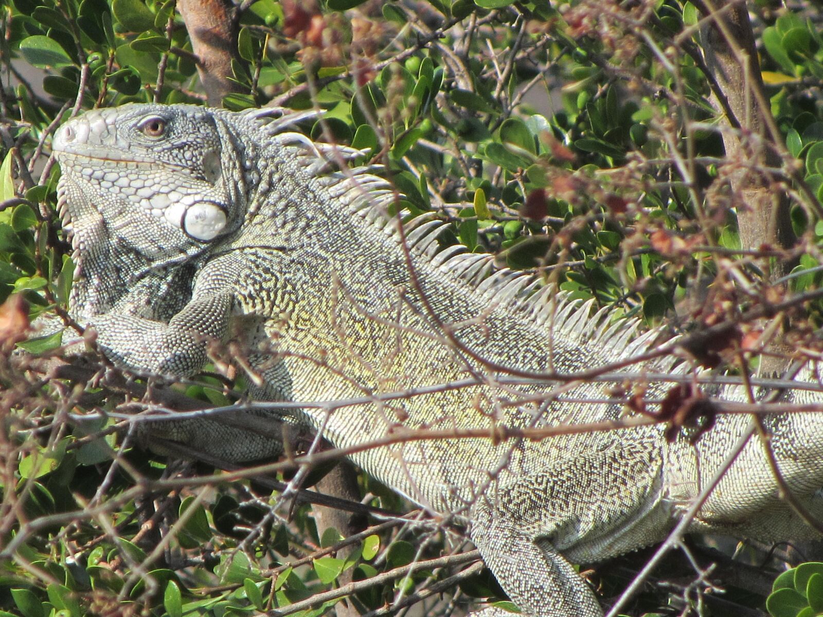 Canon PowerShot SX220 HS sample photo. Iguana, animal, curaçao photography