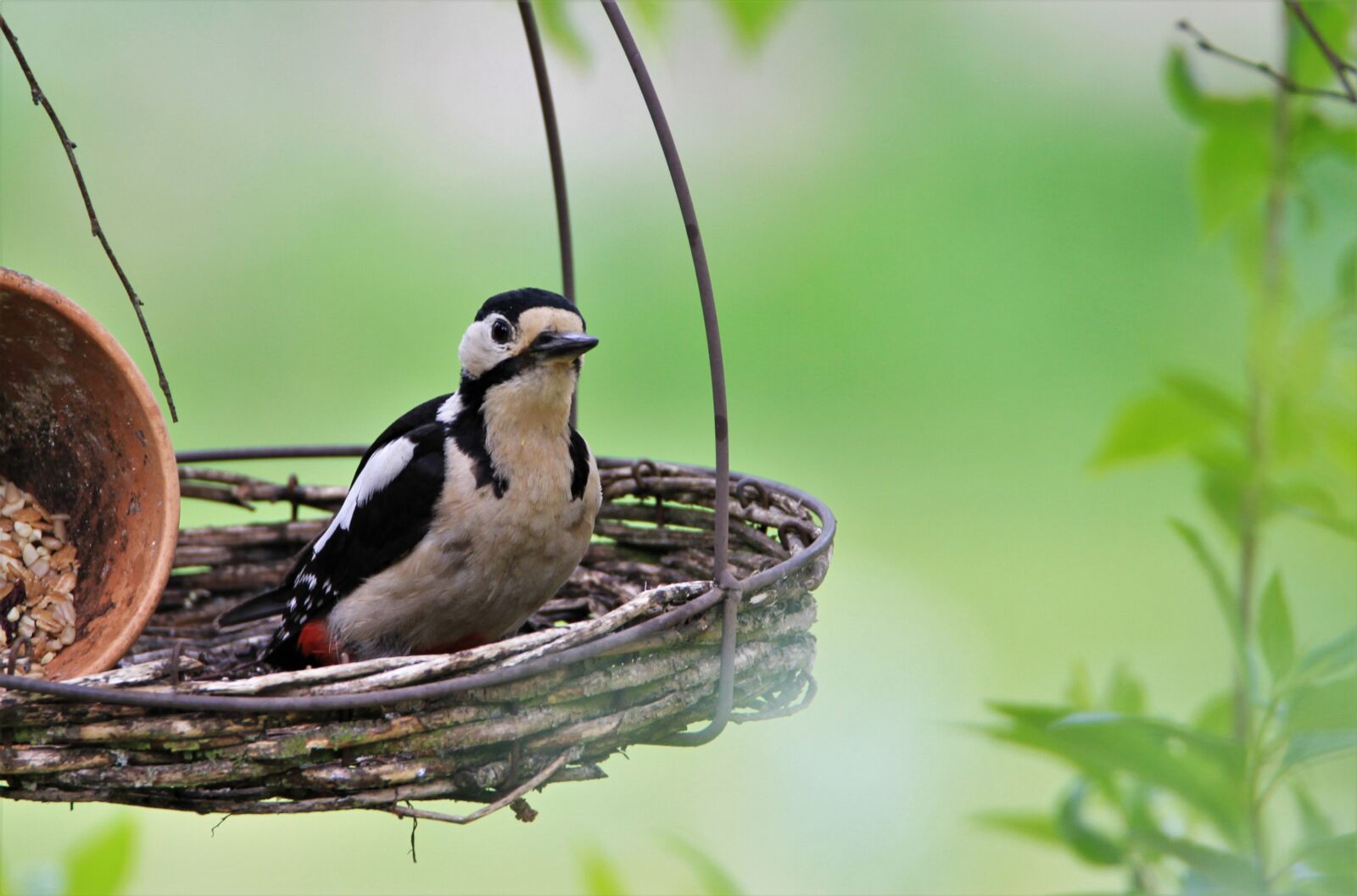 Tamron SP 150-600mm F5-6.3 Di VC USD sample photo. Great spotted woodpecker, feeding photography