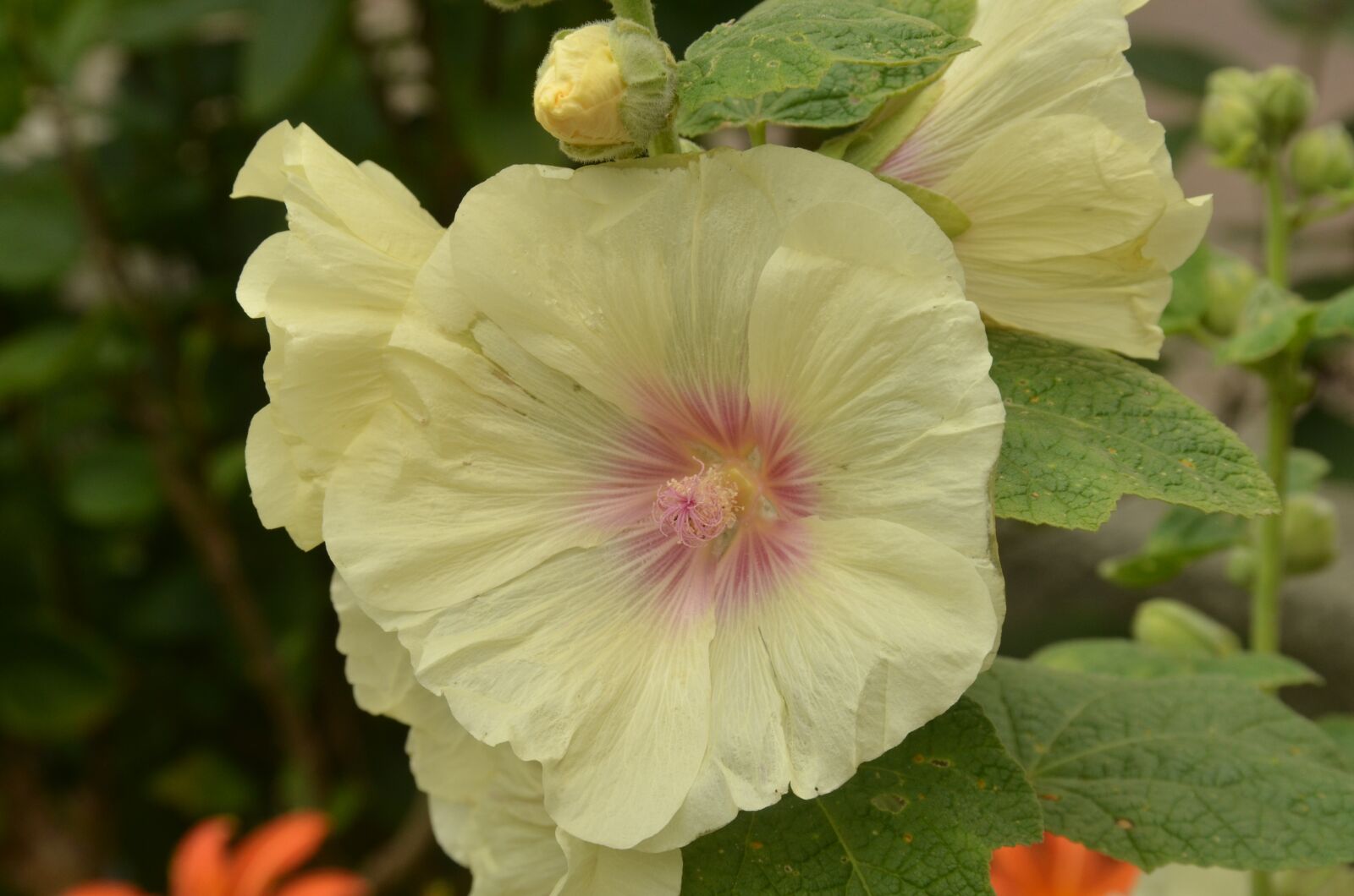 Nikon D7000 sample photo. Flower, rose, hollyhock photography