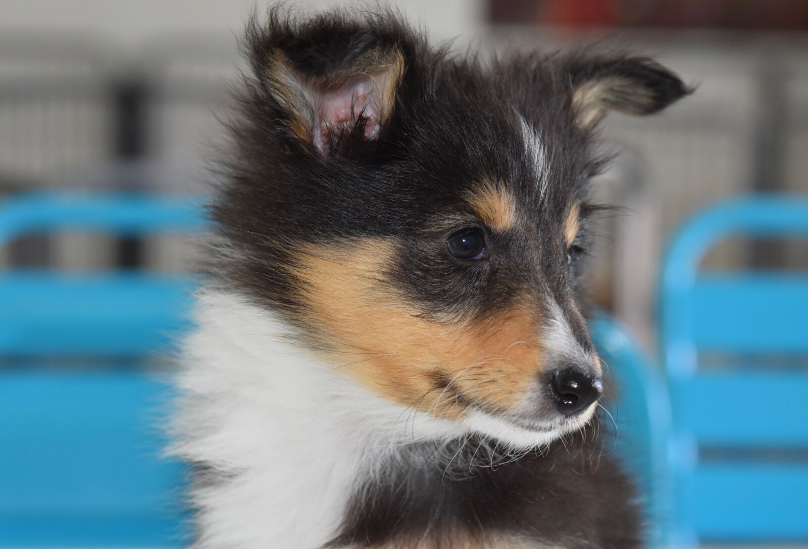 Nikon D5600 sample photo. Puppy, young puppy, dog photography