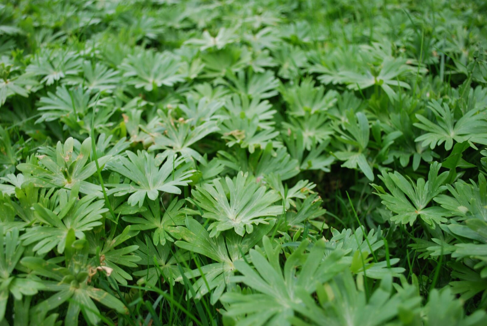 Nikon D60 sample photo. Plant, leaf, herb photography