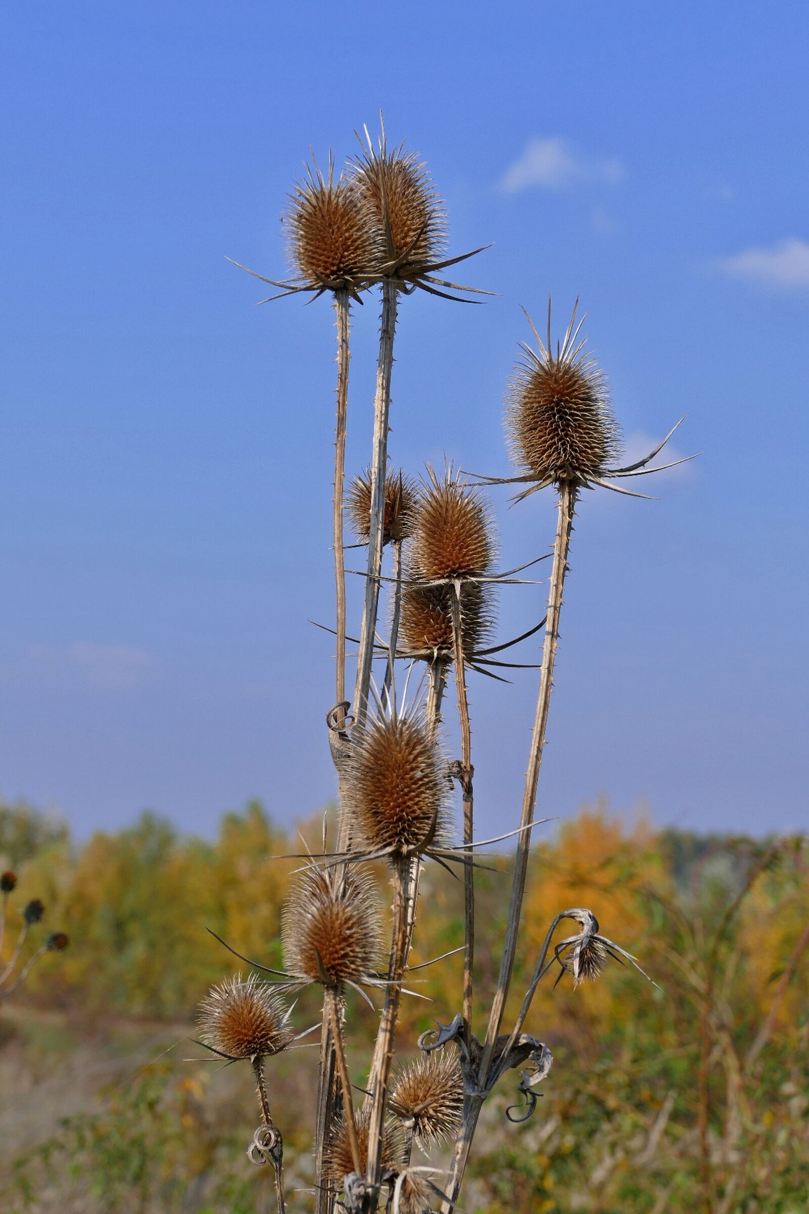 Panasonic Lumix DMC-FZ1000 sample photo. Thistle, plant, nature photography