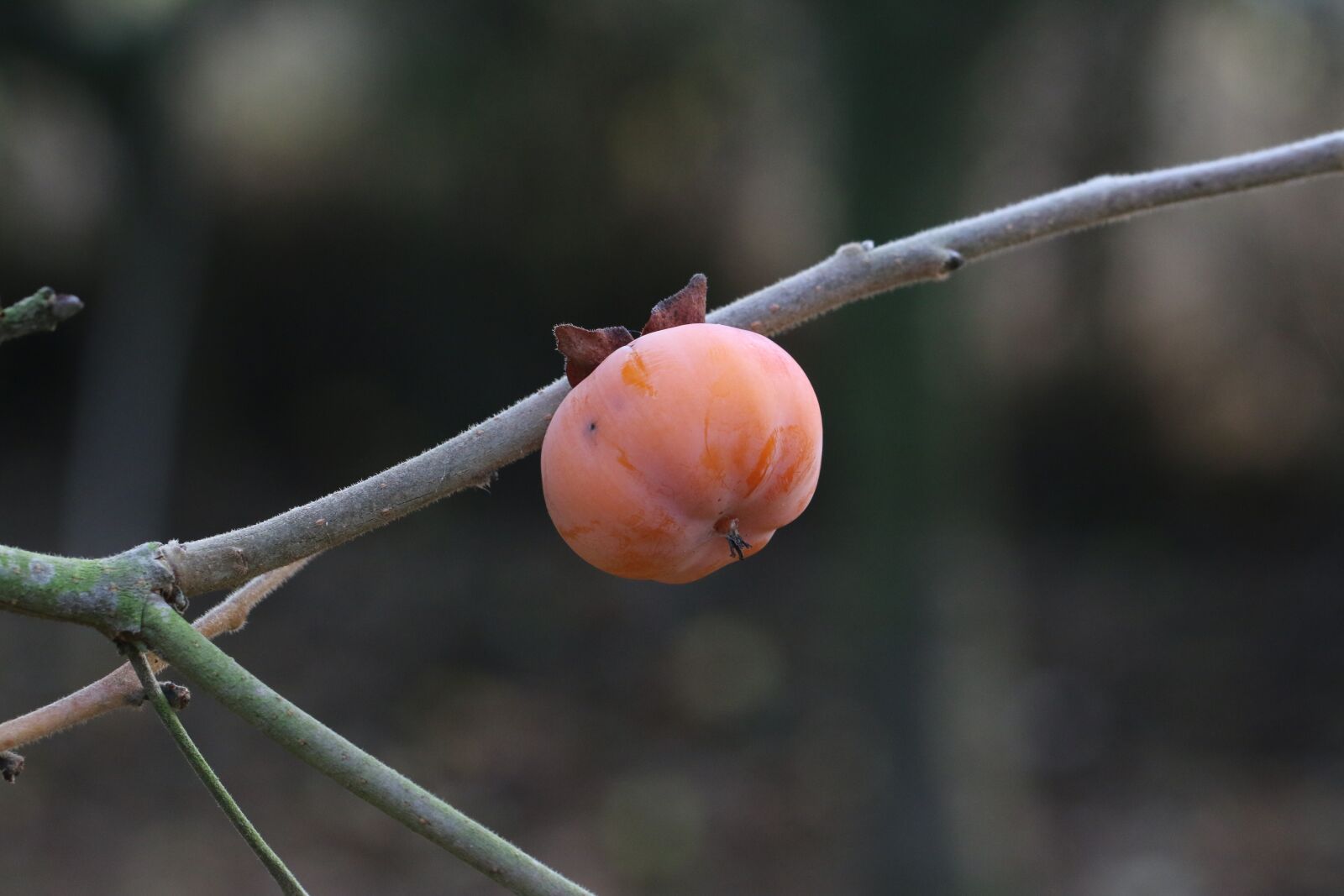 Canon EF 100mm F2.8L Macro IS USM sample photo. Khaki, persimmon, fruit photography