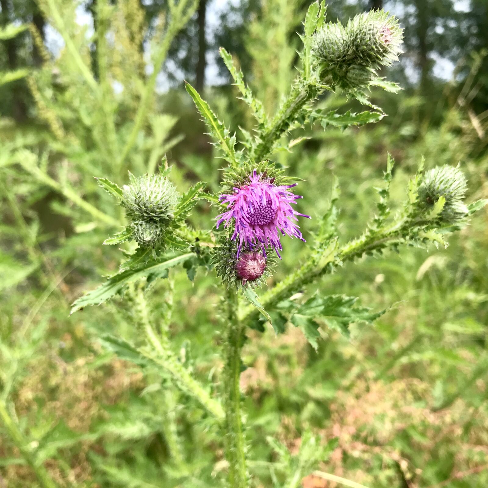 iPhone 7 back camera 3.99mm f/1.8 sample photo. Burdock, flower, bloom photography