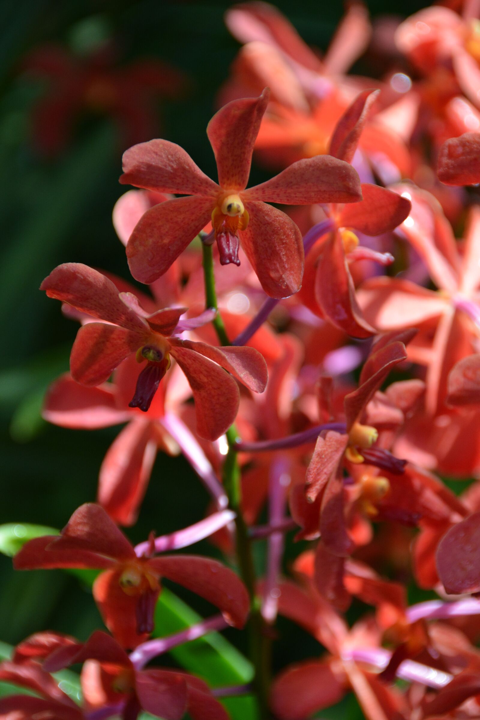 Nikon D7100 sample photo. Flower, orchid, nature photography