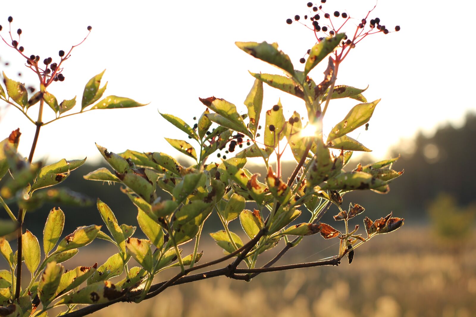 Canon EOS 550D (EOS Rebel T2i / EOS Kiss X4) sample photo. Dawn, grass, sunrise photography