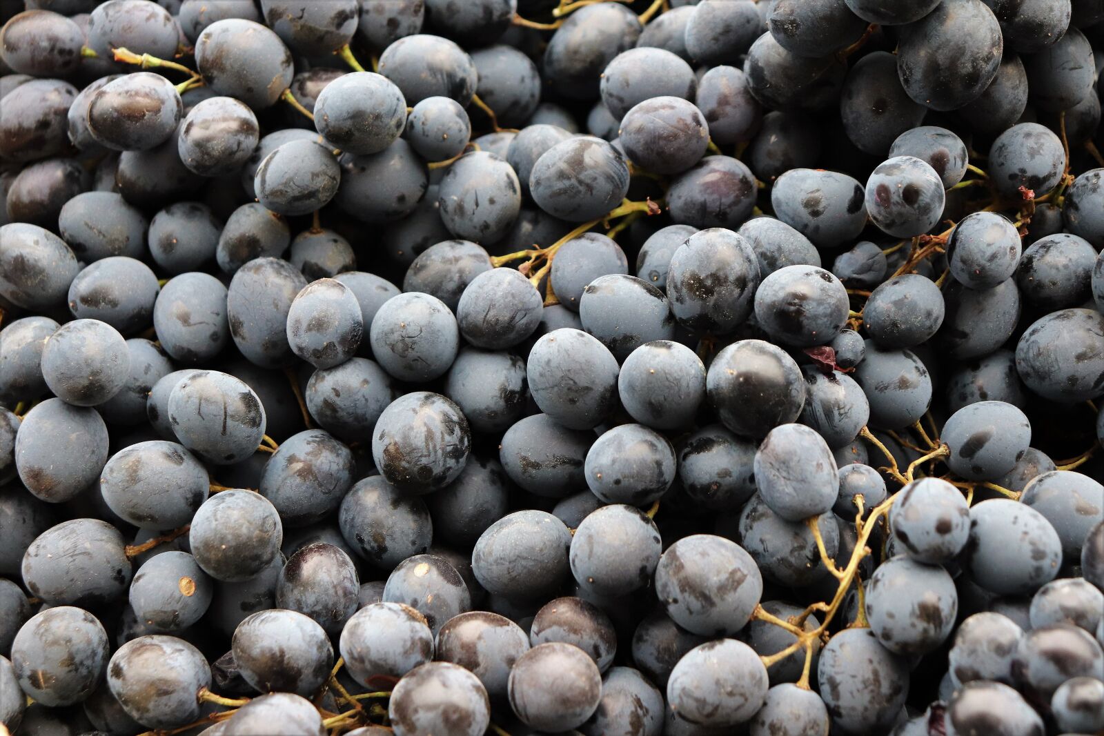 Canon EOS 200D (EOS Rebel SL2 / EOS Kiss X9) sample photo. Black grapes, fruit, healthy photography