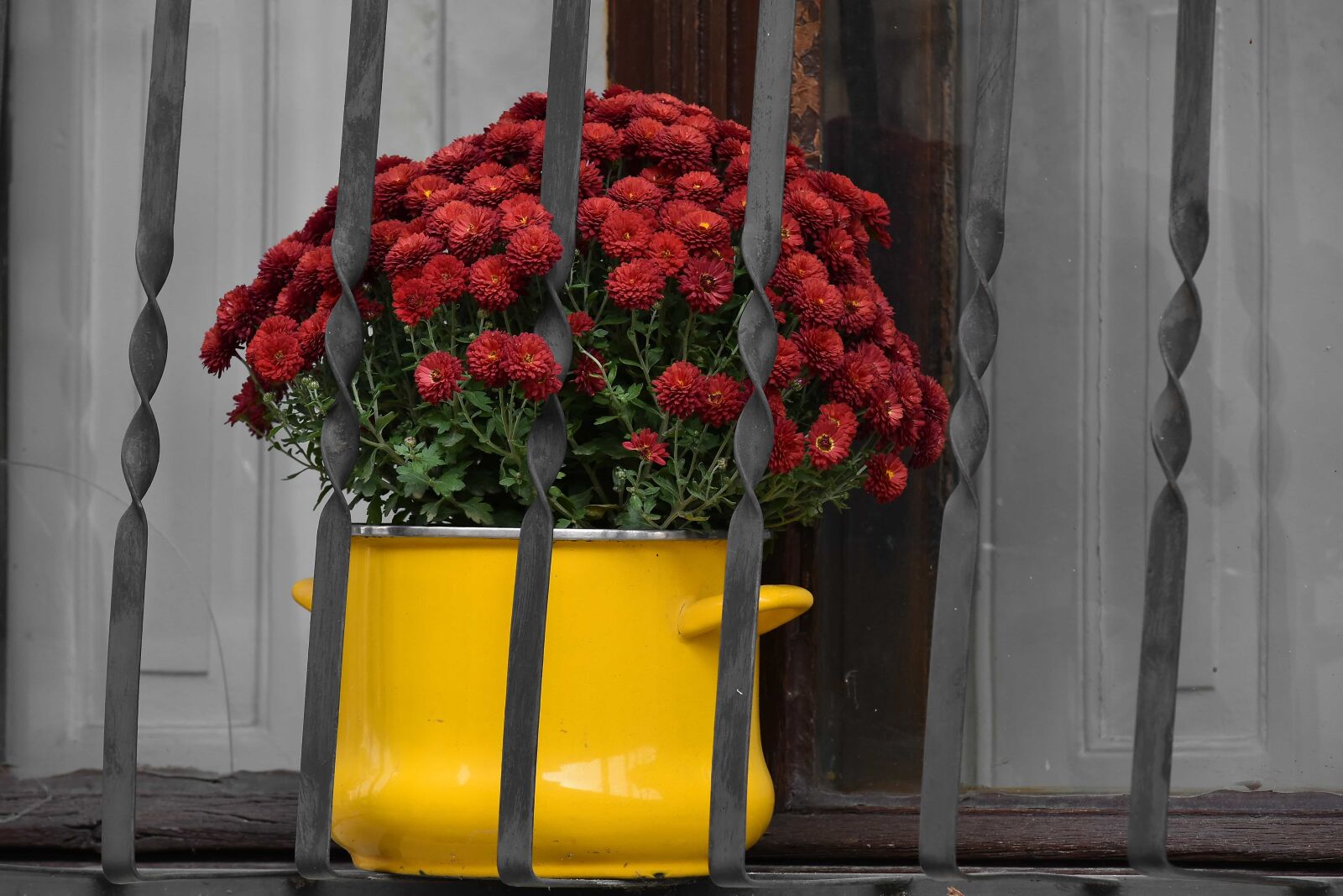 Nikon D5500 sample photo. Decorative, flowerpot, windows, flower photography
