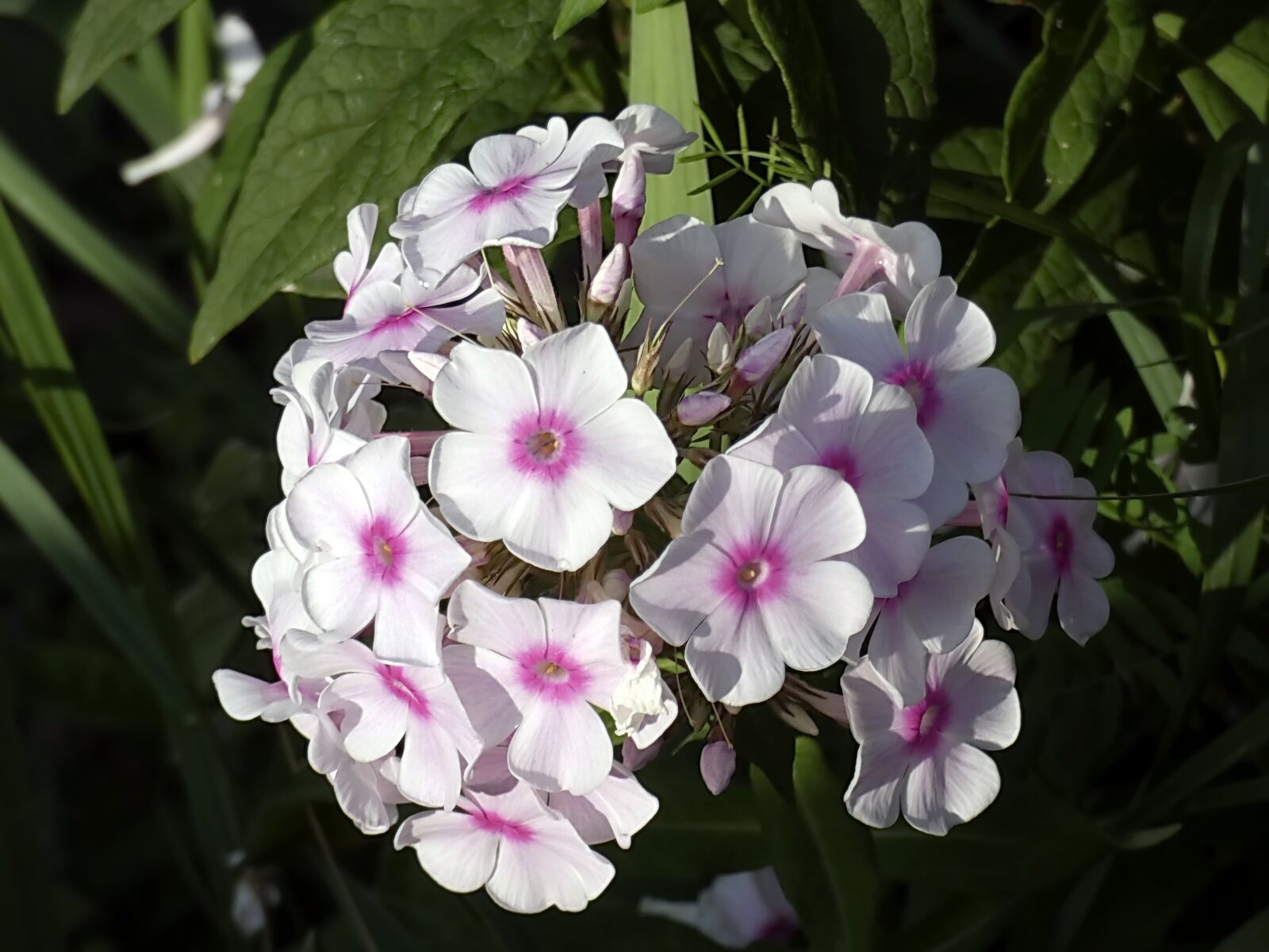 Panasonic Lumix DC-FZ80 (Lumix DC-FZ82) sample photo. Flowers, phlox, paniculata photography