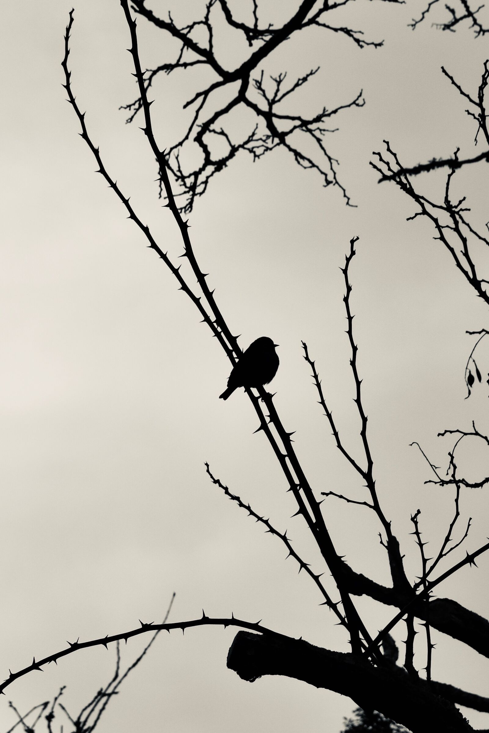 Nikon D3400 sample photo. Silhouette, bird, nature photography