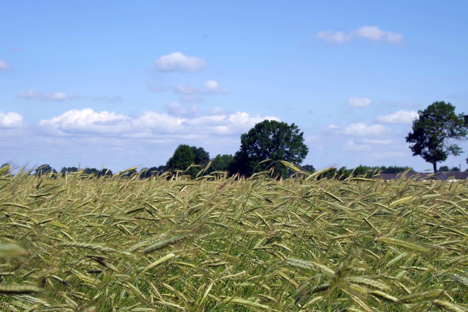Pentax K-S2 sample photo. Corn, harvest festival, rye photography