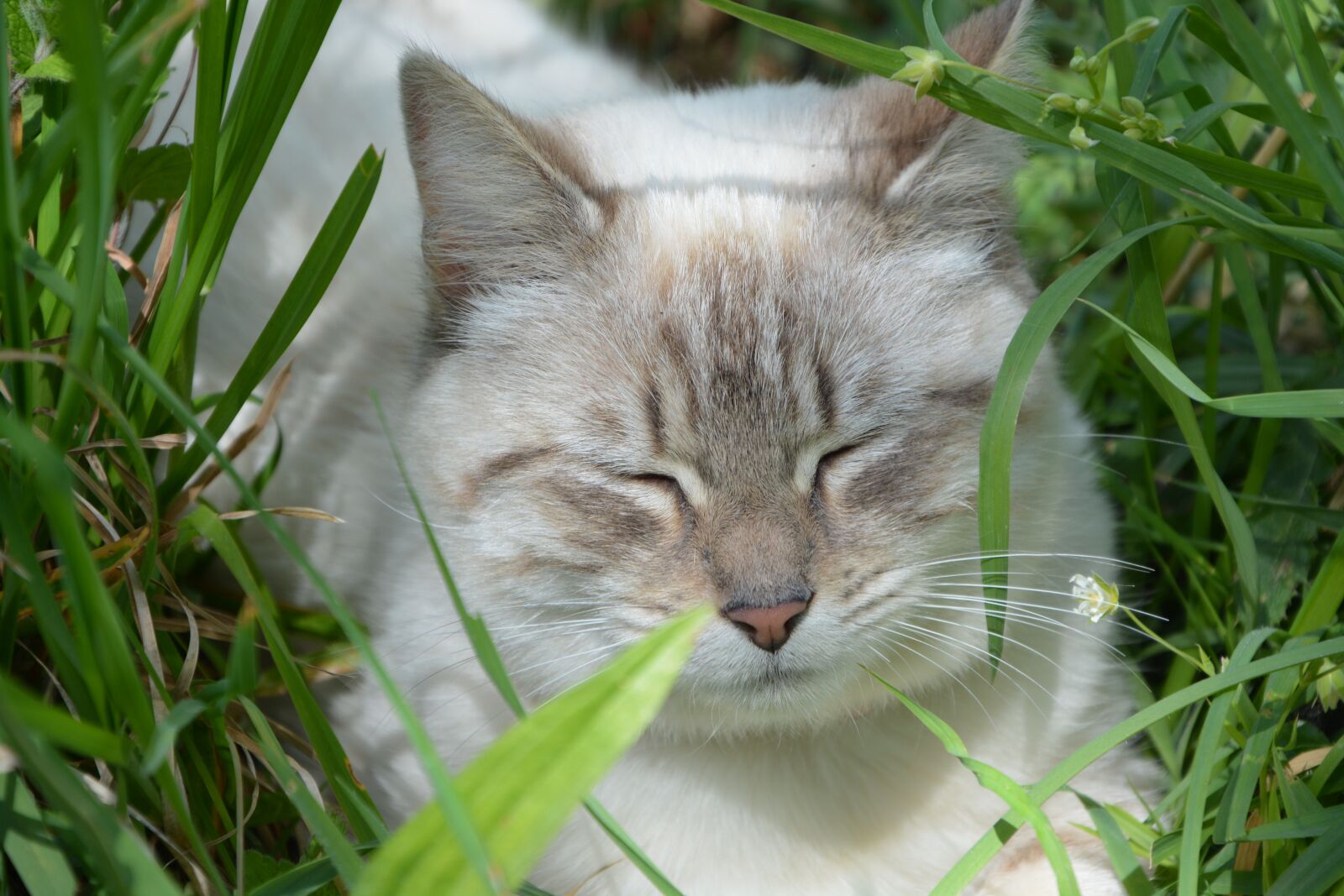 Nikon D5200 sample photo. Cat, sleeps, asleep photography