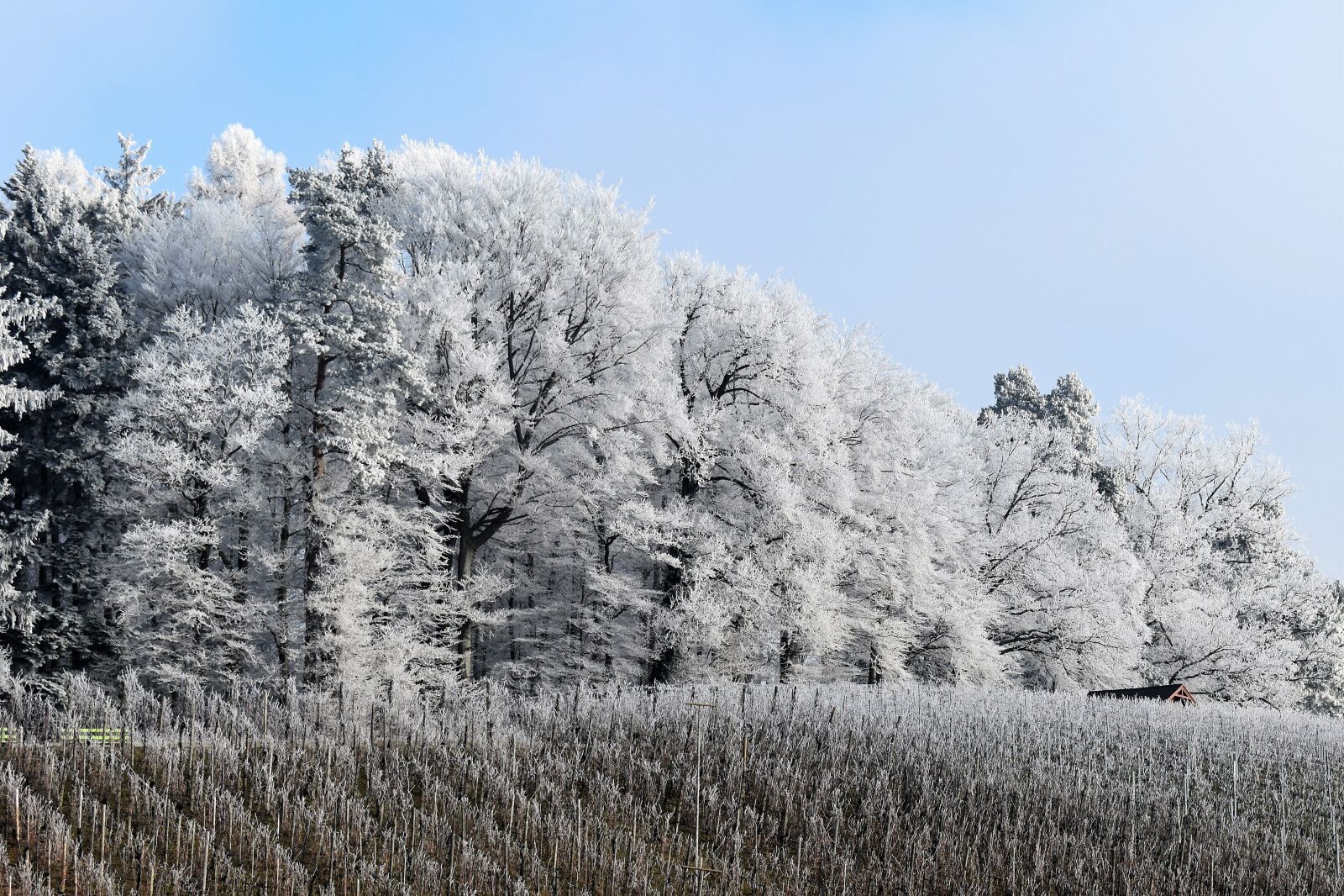Nikon D5500 sample photo. Snow, forest, landscape photography