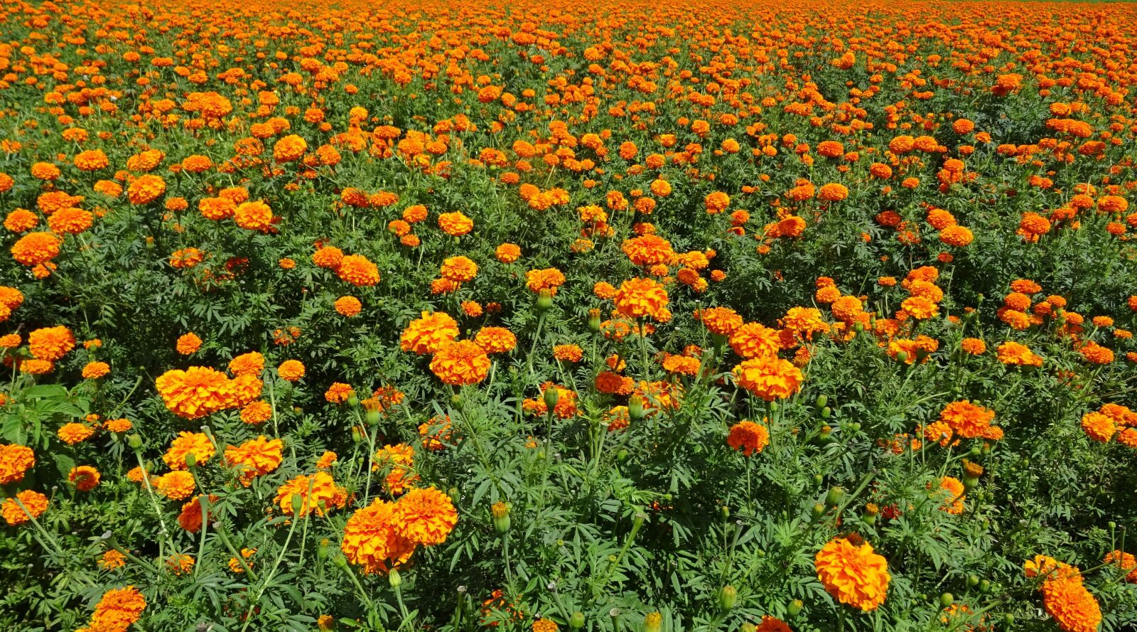 Sony DSC-HX60V sample photo. Flower, marigold, orange photography