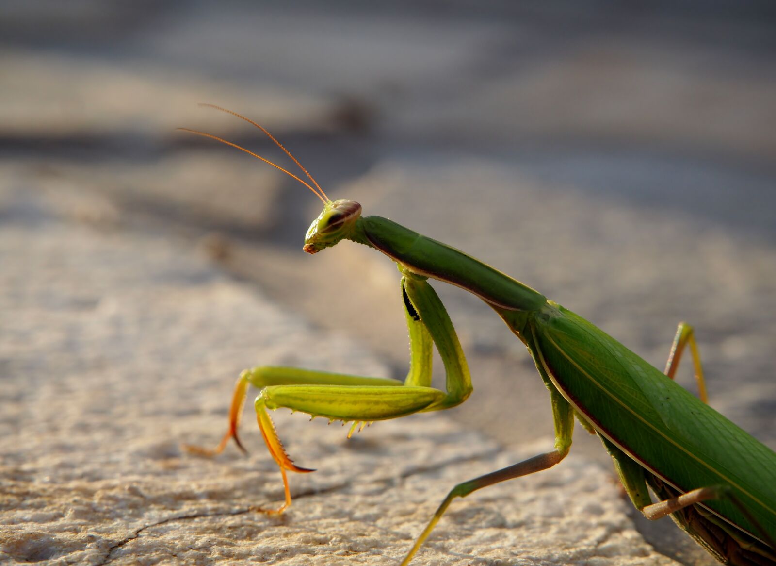 Olympus OM-D E-M10 sample photo. Praying mantis, insect, garden photography