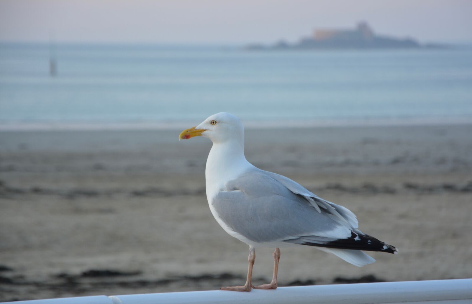 Nikon D5200 sample photo. Gull, bird, seabird photography