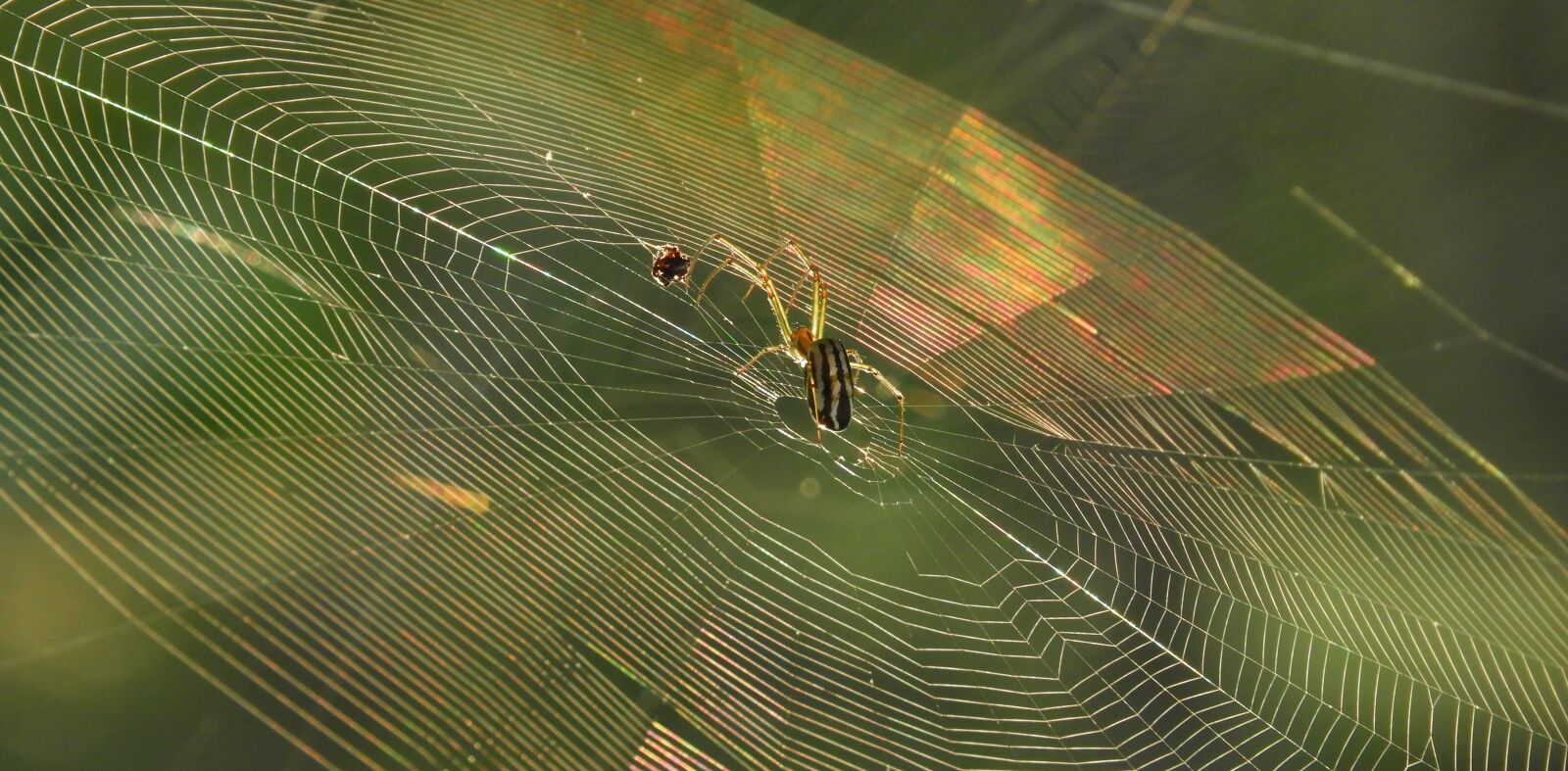Nikon Coolpix B700 sample photo. Nature, insect, outdoors photography