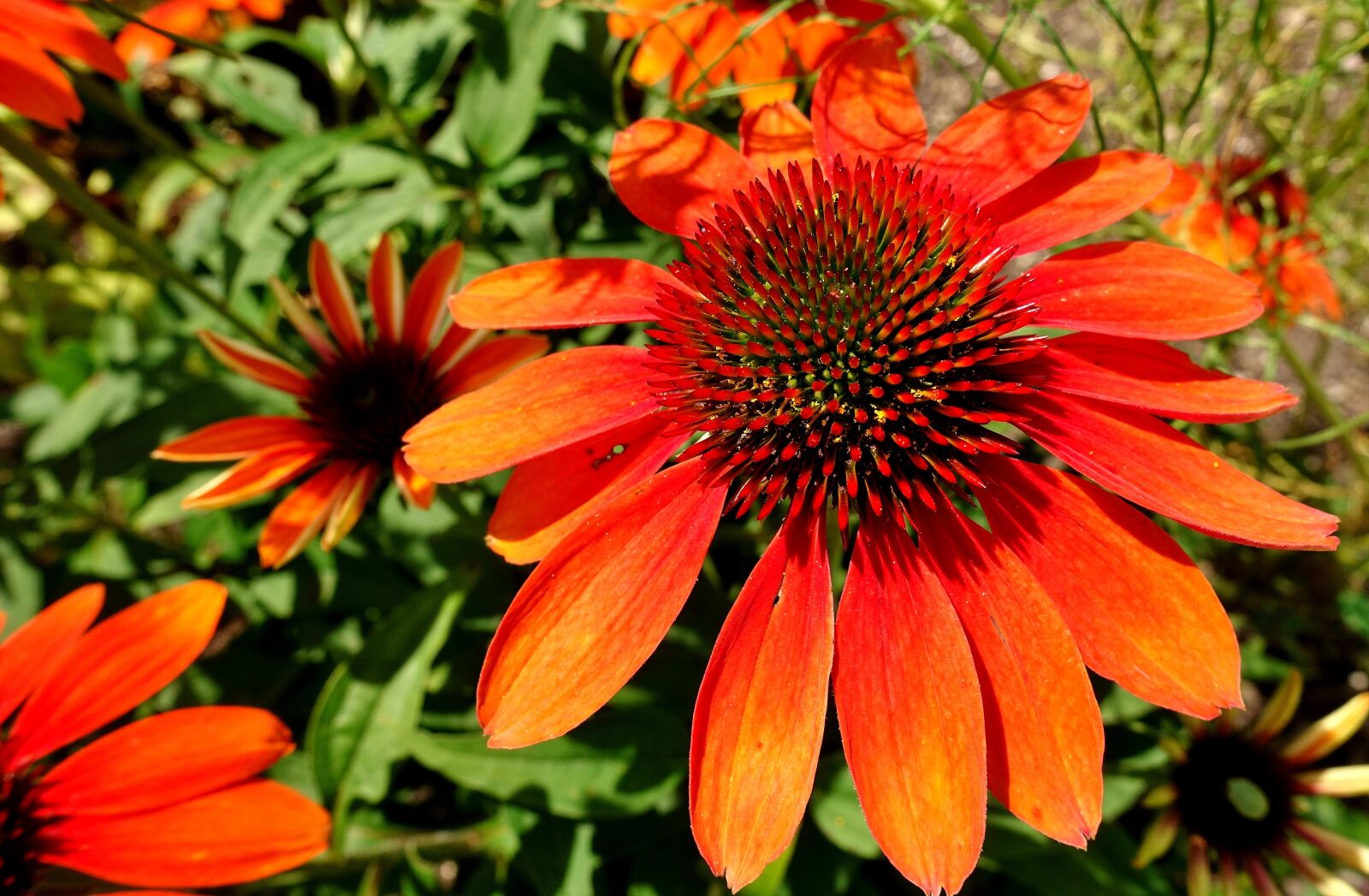 Sony DSC-RX100M5 sample photo. Flower, garden, red photography