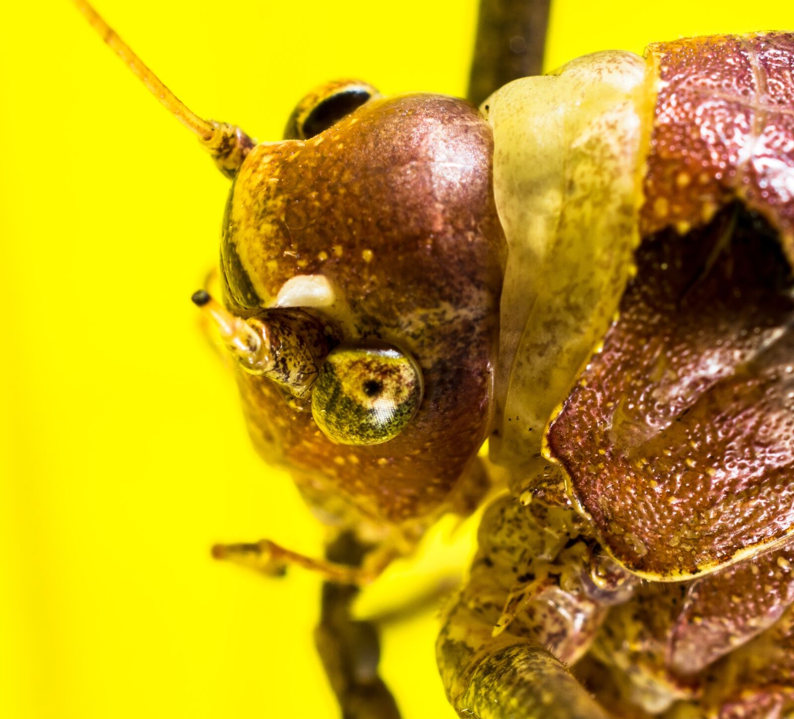 Nikon D5200 sample photo. Grasshopper, viridissima, insect photography