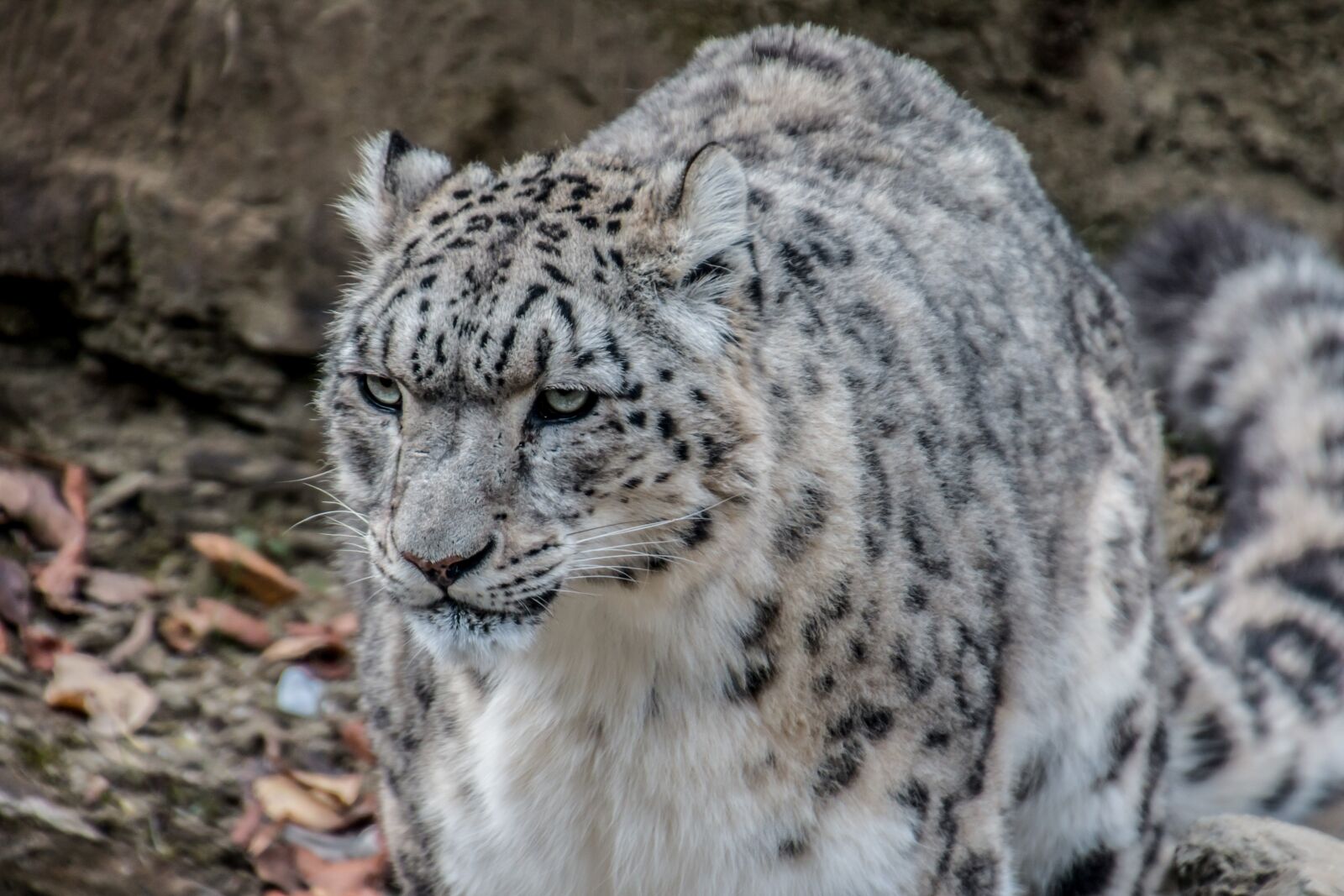 Canon EOS 70D sample photo. Snow leopard, leopard, irbis photography