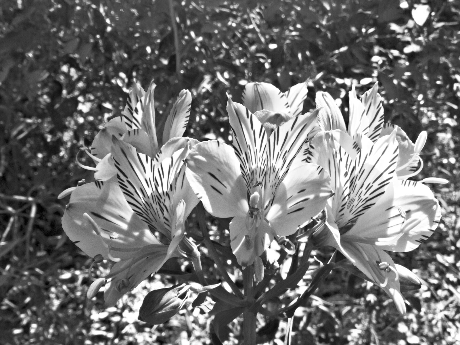 Canon PowerShot SX60 HS sample photo. Flowers, macro, monochrome photography