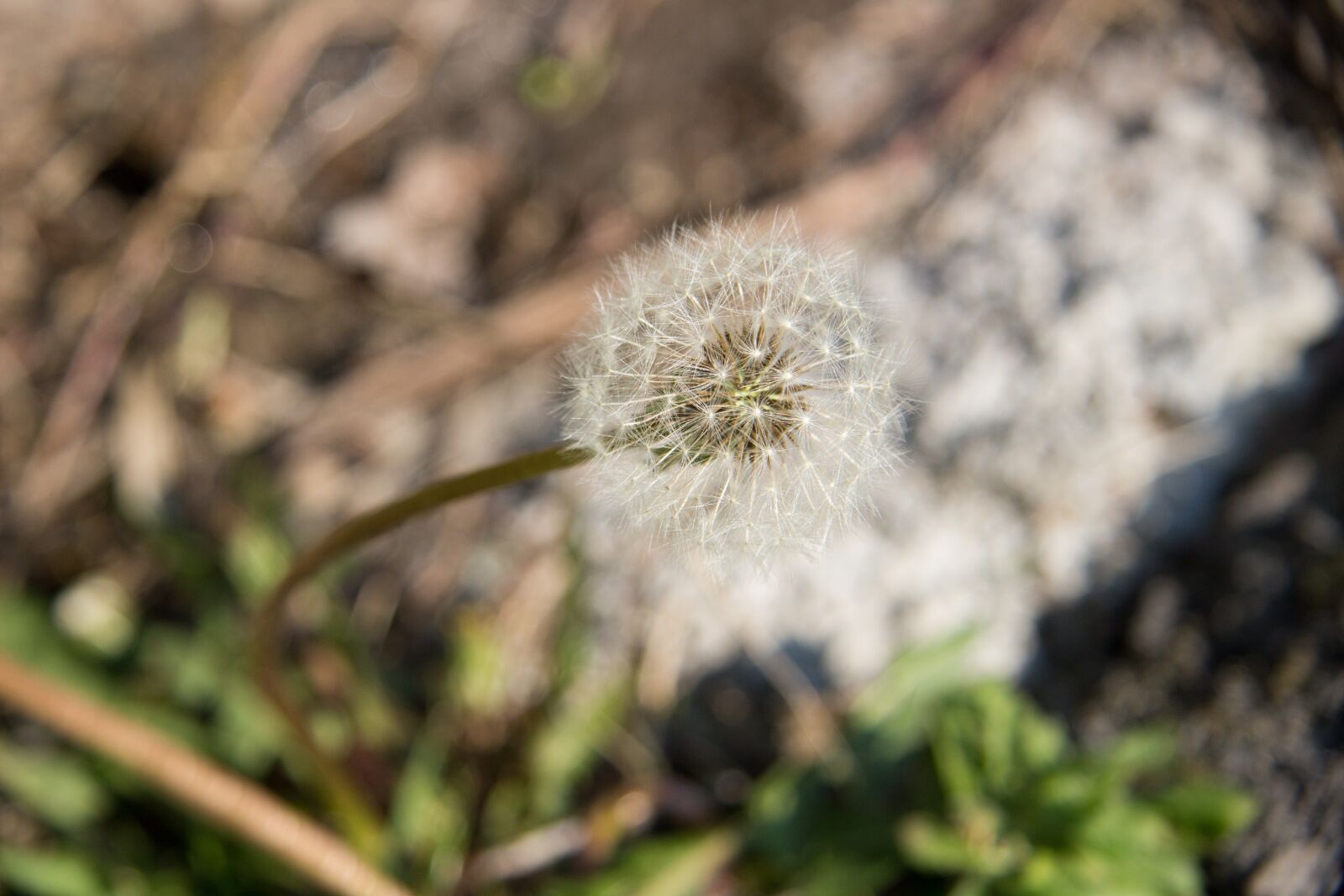 Canon EOS 100D (EOS Rebel SL1 / EOS Kiss X7) + Canon EF-S 17-85mm F4-5.6 IS USM sample photo. Dandelion, spring, macro photography