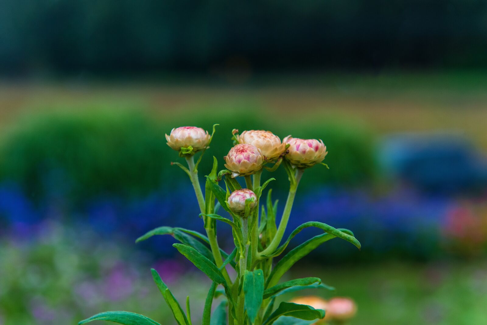 Nikon D800 sample photo. Flower, petals, leaves photography