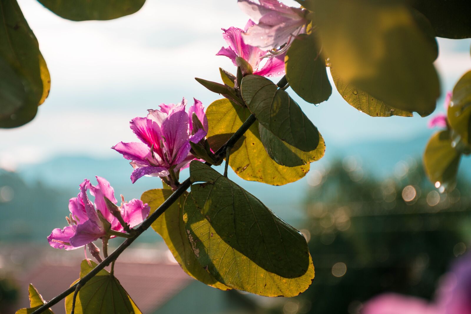 Nikon D7200 sample photo. Nature, plant, flower photography