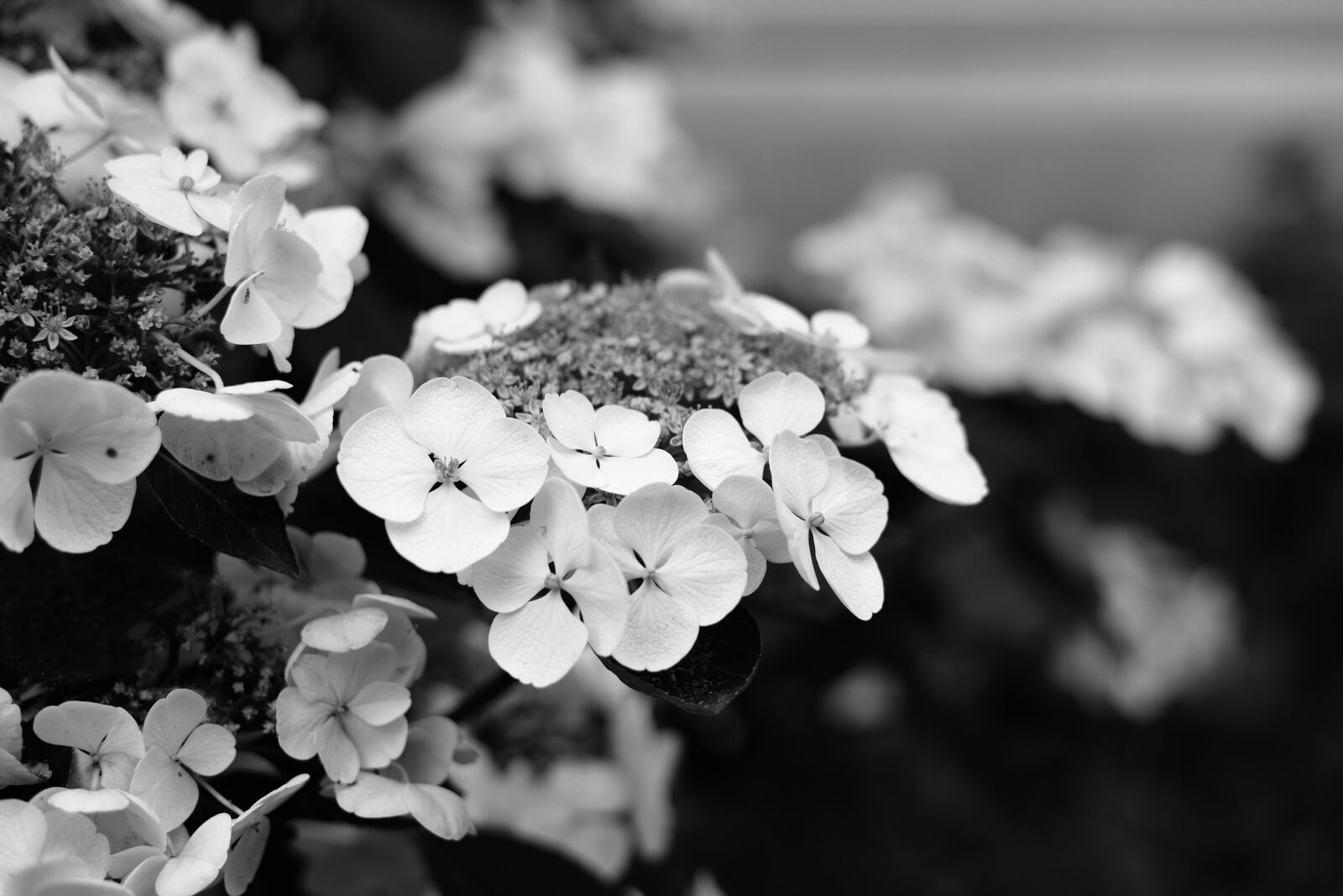 Nikon D610 sample photo. Hydrangea, flower, petals photography