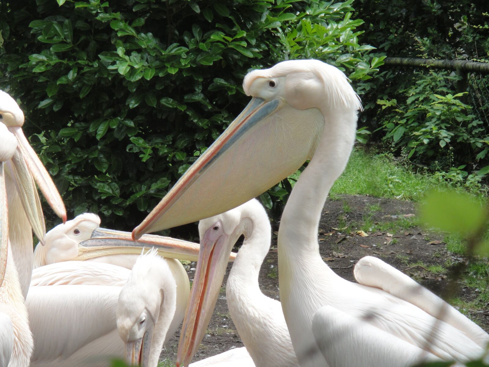 Sony DSC-TX1 sample photo. Pelican, zoo, waterfowl photography
