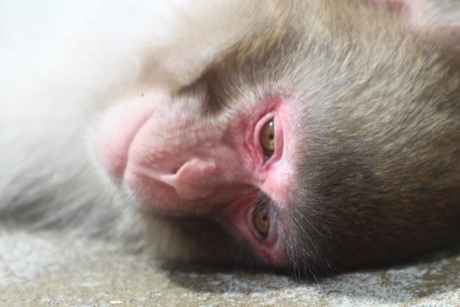 Canon EOS 650D (EOS Rebel T4i / EOS Kiss X6i) sample photo. Snow monkey, japanese macaques photography