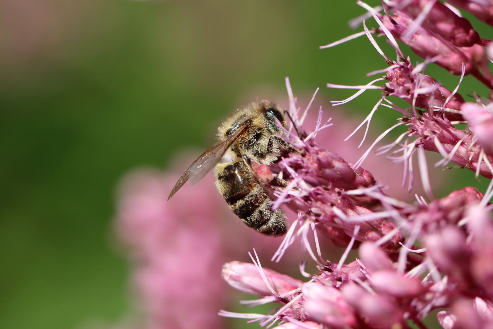Canon EOS 800D (EOS Rebel T7i / EOS Kiss X9i) sample photo. Bee, honey bee, pollinate photography