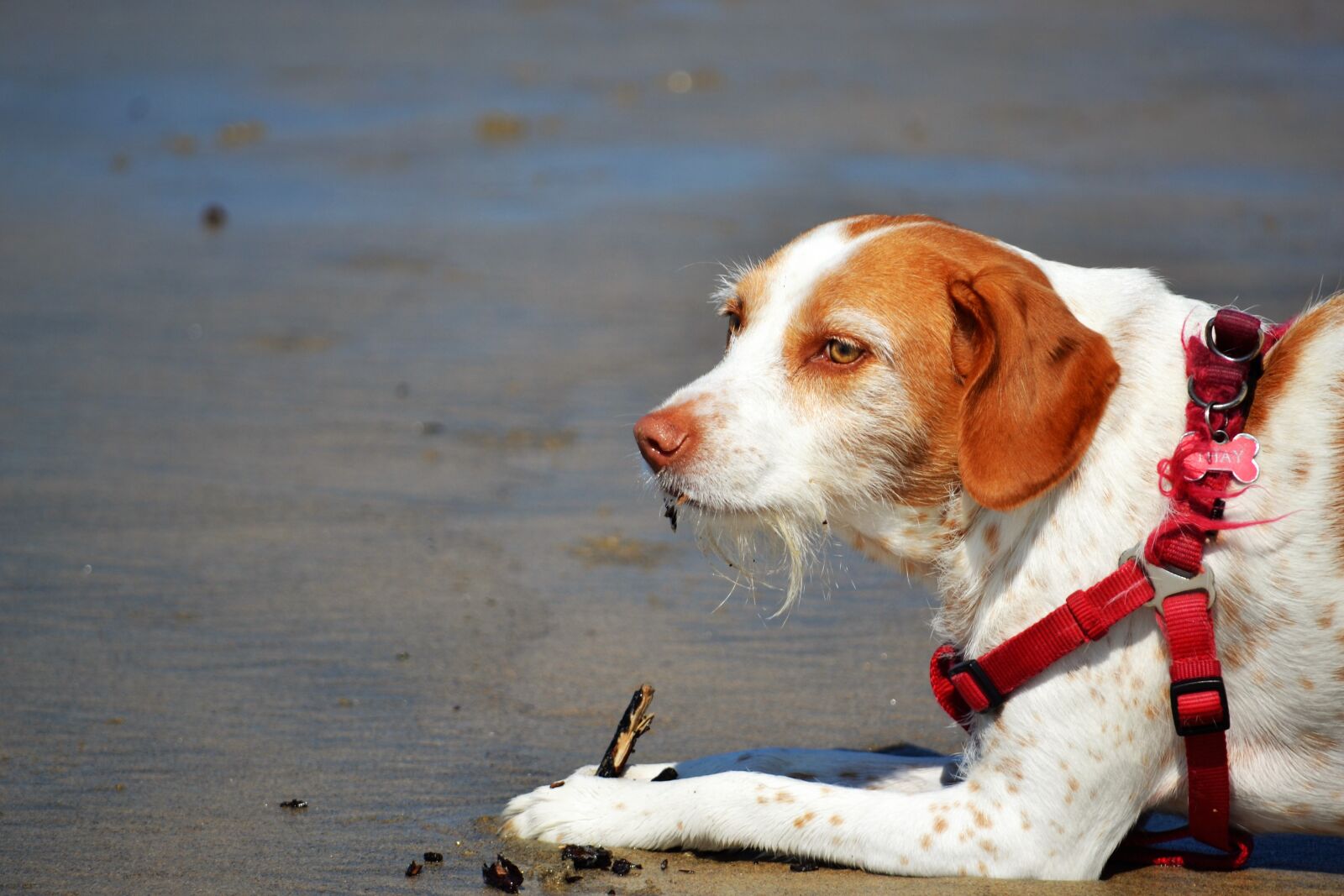 Nikon D3100 sample photo. Dog, sand, beach photography