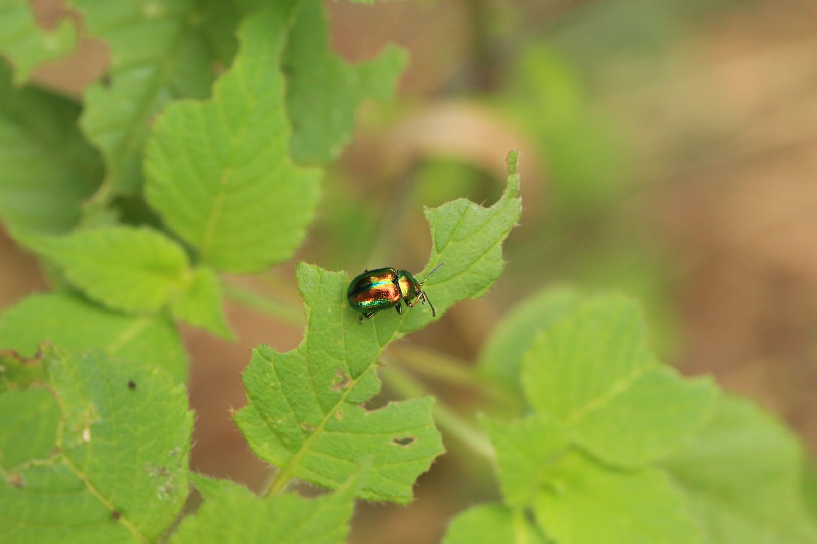 Canon EF 100mm F2.8L Macro IS USM sample photo. Beetle, insect, green photography