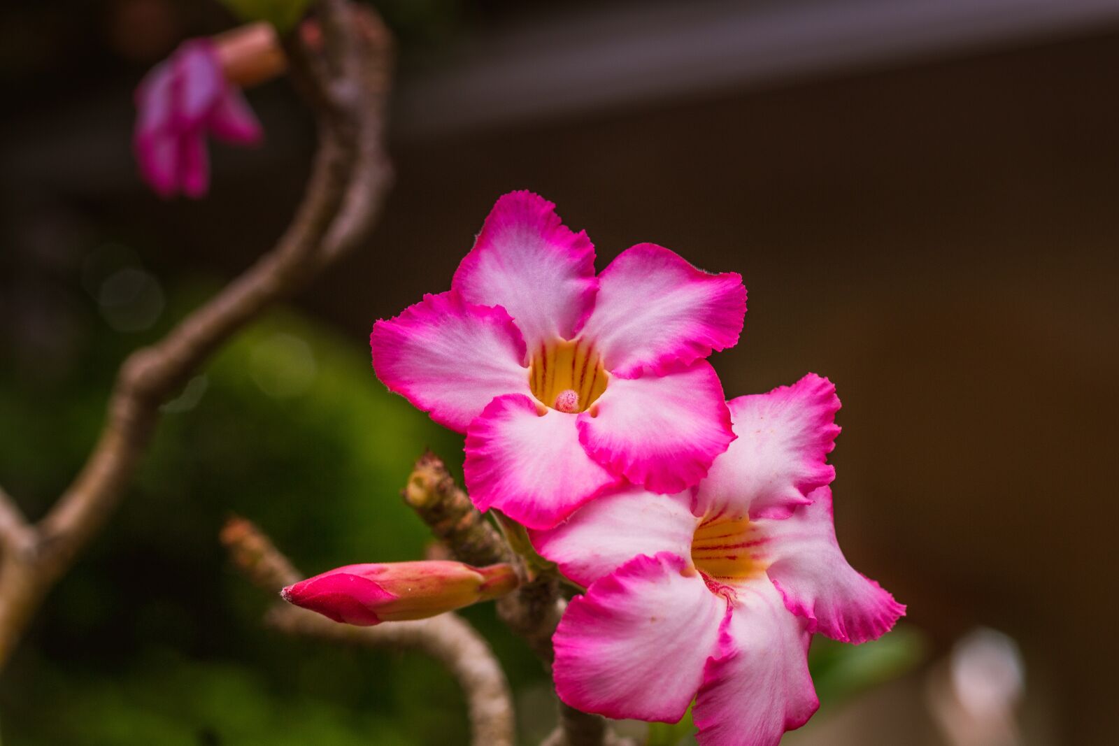 Canon EOS 700D (EOS Rebel T5i / EOS Kiss X7i) + Canon EF 50mm F1.8 STM sample photo. Invited to visit, flowers photography