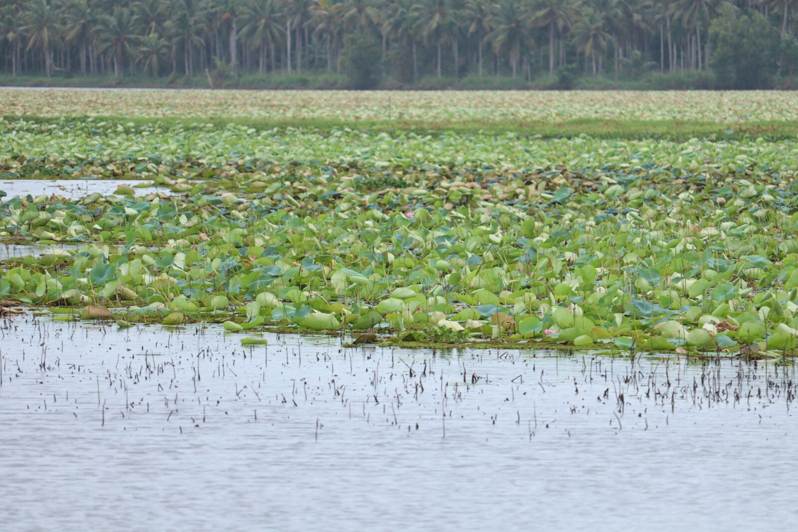 Canon EOS 250D (EOS Rebel SL3 / EOS Kiss X10 / EOS 200D II) sample photo. Kerala, water, leaves photography