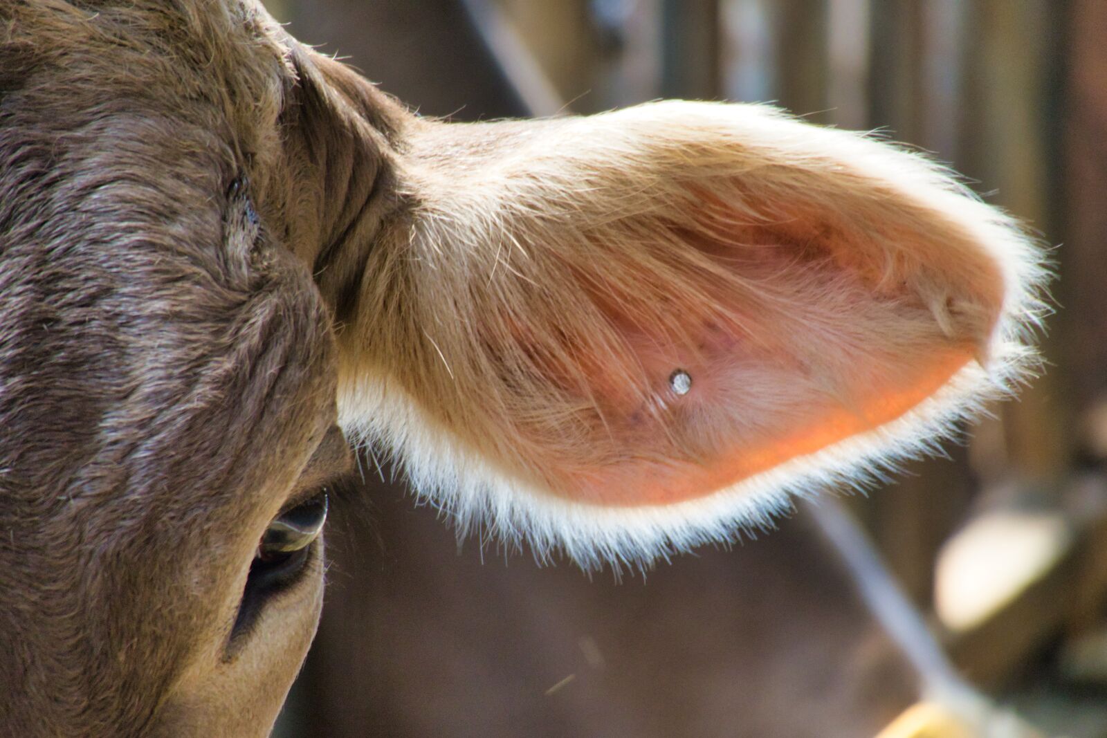 Canon PowerShot G3 X sample photo. Cow, ear, hole photography