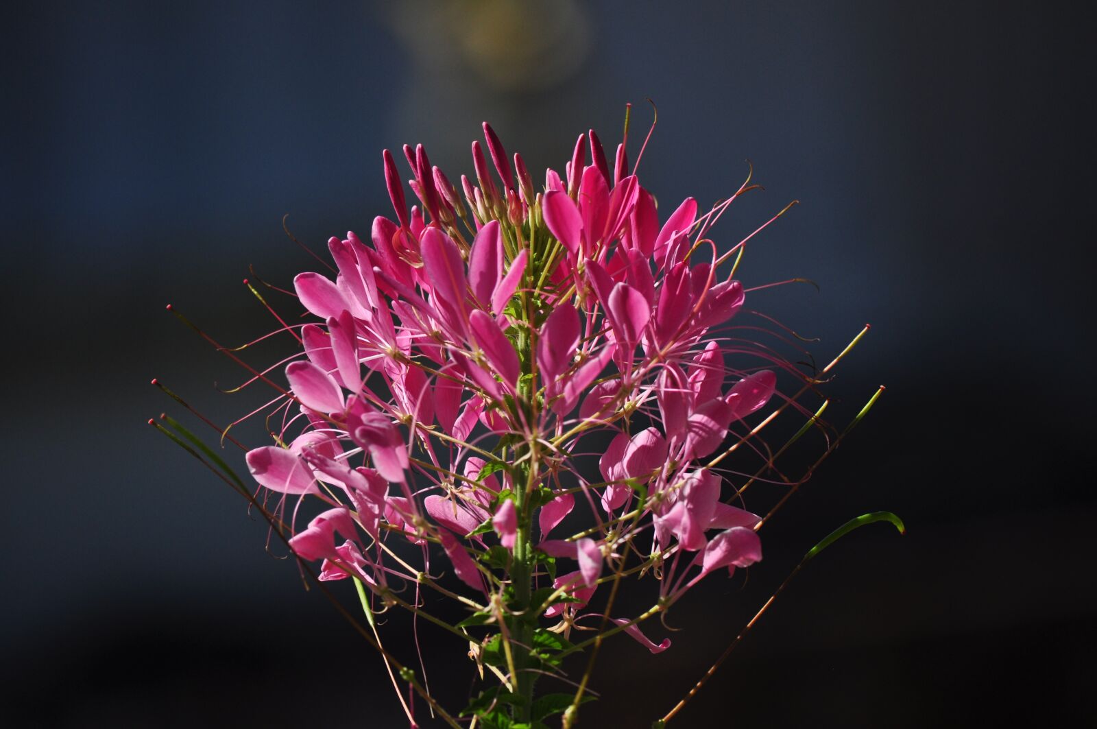 Nikon D90 sample photo. Flower, flowering, plant plant photography
