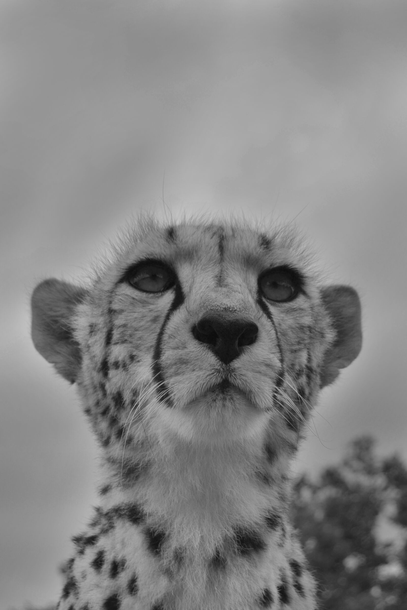 Nikon D3100 sample photo. Cheetah, black and whit photography