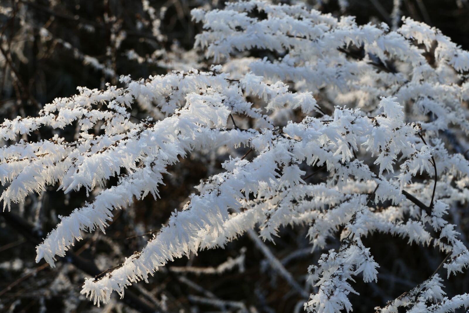 Panasonic Lumix DMC-FZ1000 sample photo. Icing, winter, frost photography