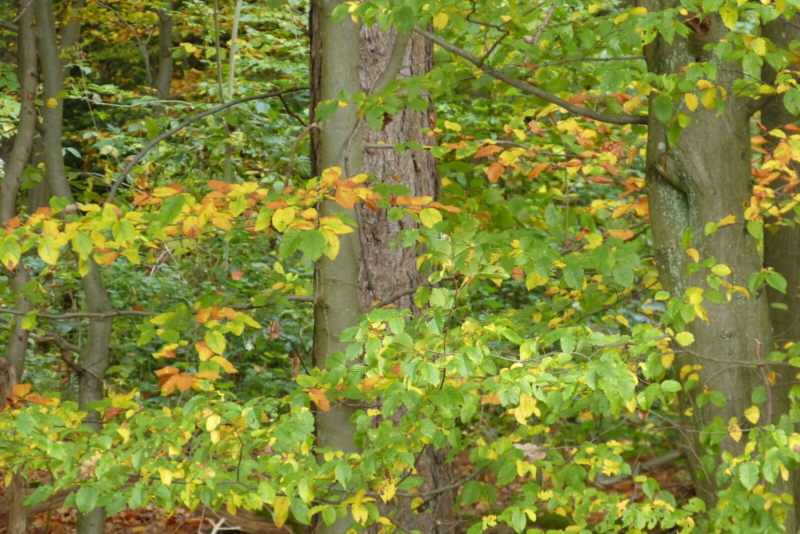 Panasonic Lumix DMC-FZ150 sample photo. Forest, autumn, leaves photography