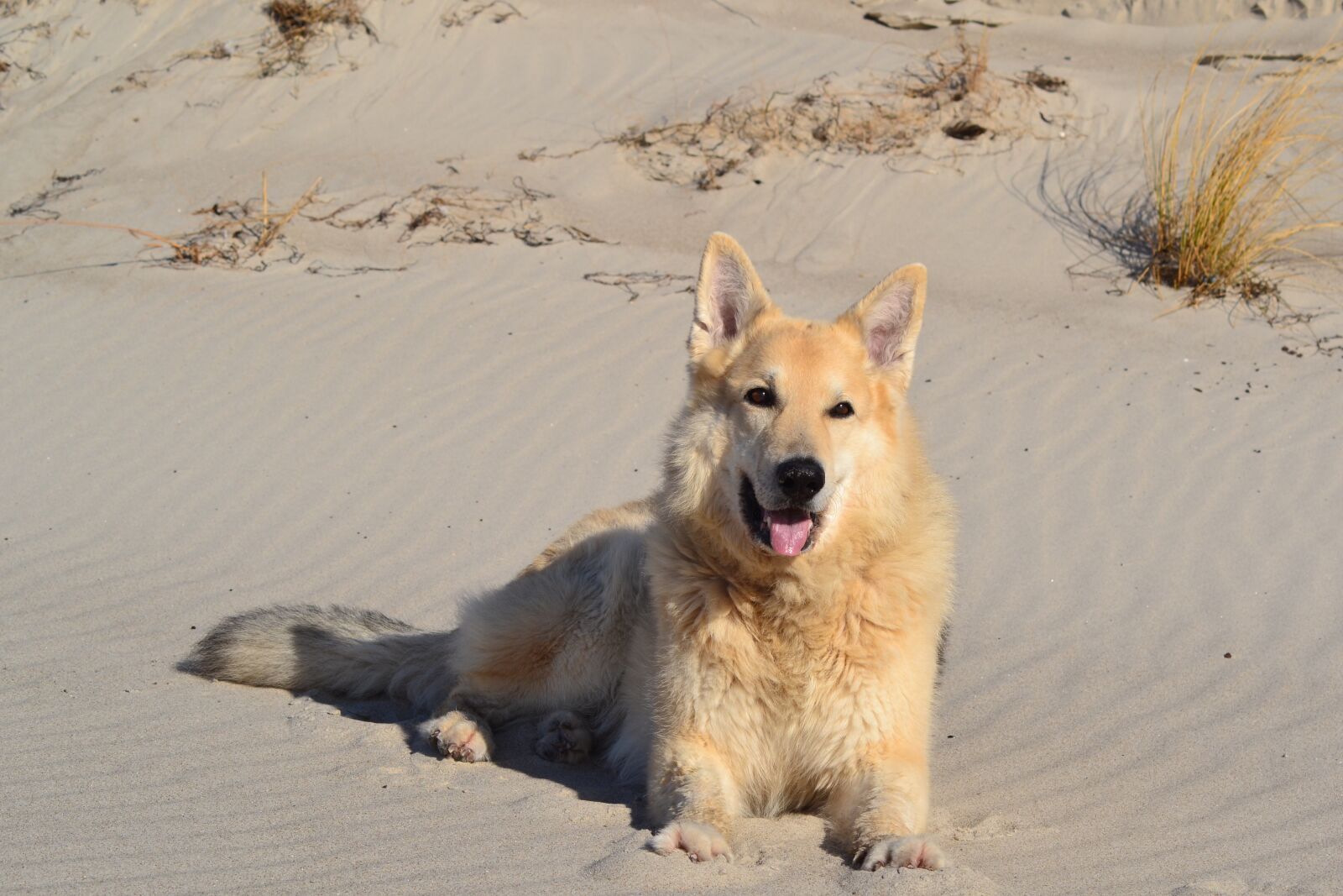 Nikon D3100 sample photo. Animal, beach, dog photography