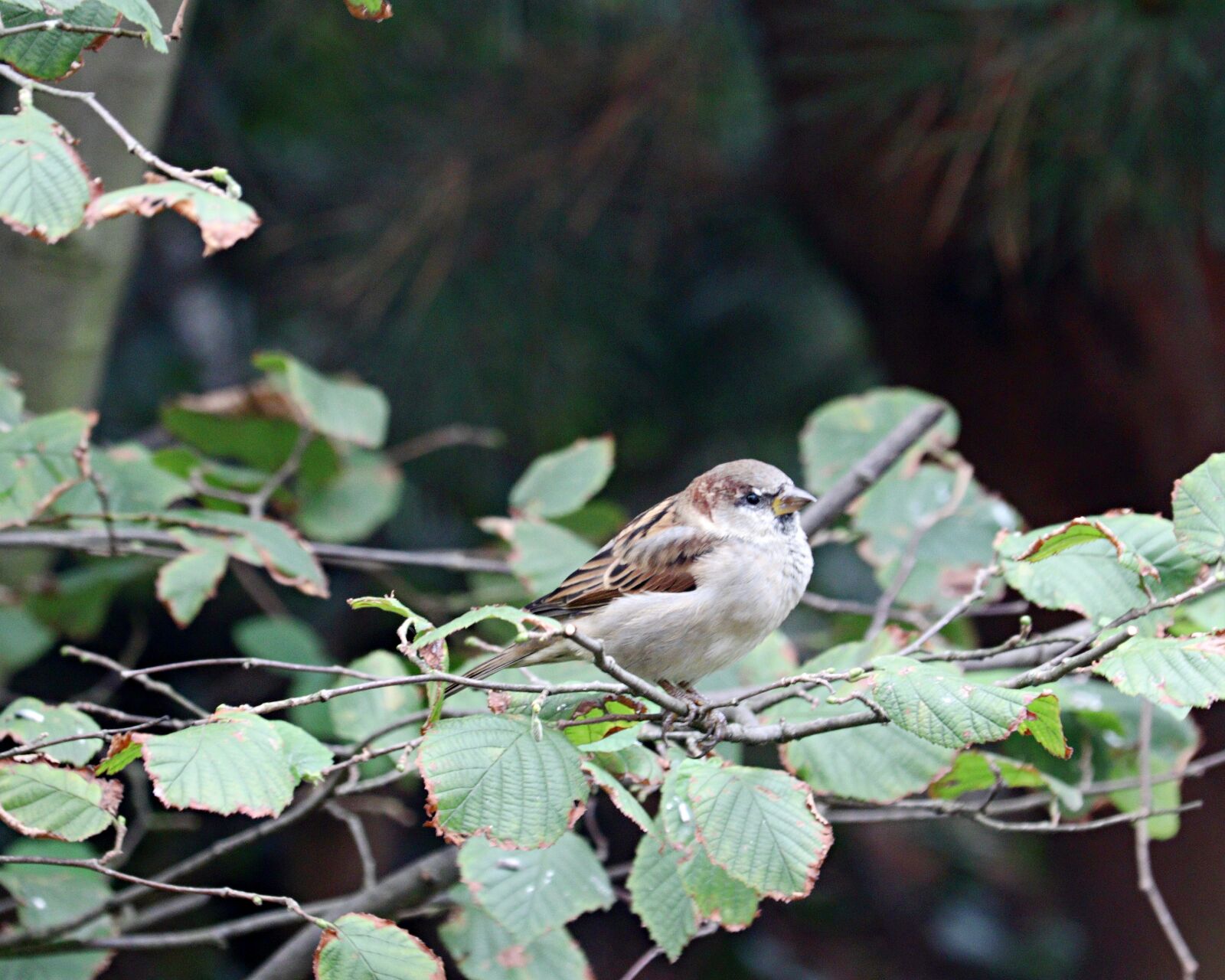 Canon EF-S 55-250mm F4-5.6 IS STM sample photo. Sparrow, bird, plumage photography