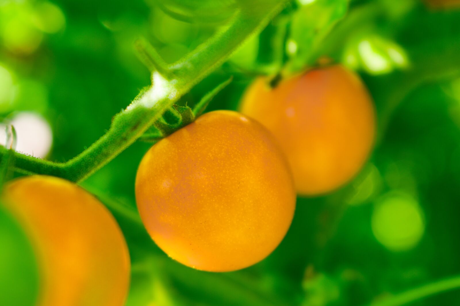 Nikon D5600 sample photo. Orange tomato, tomatoes, vegetables photography