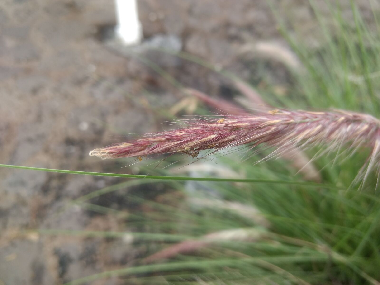 Motorola Moto G (4) sample photo. Plant, flower, nature photography