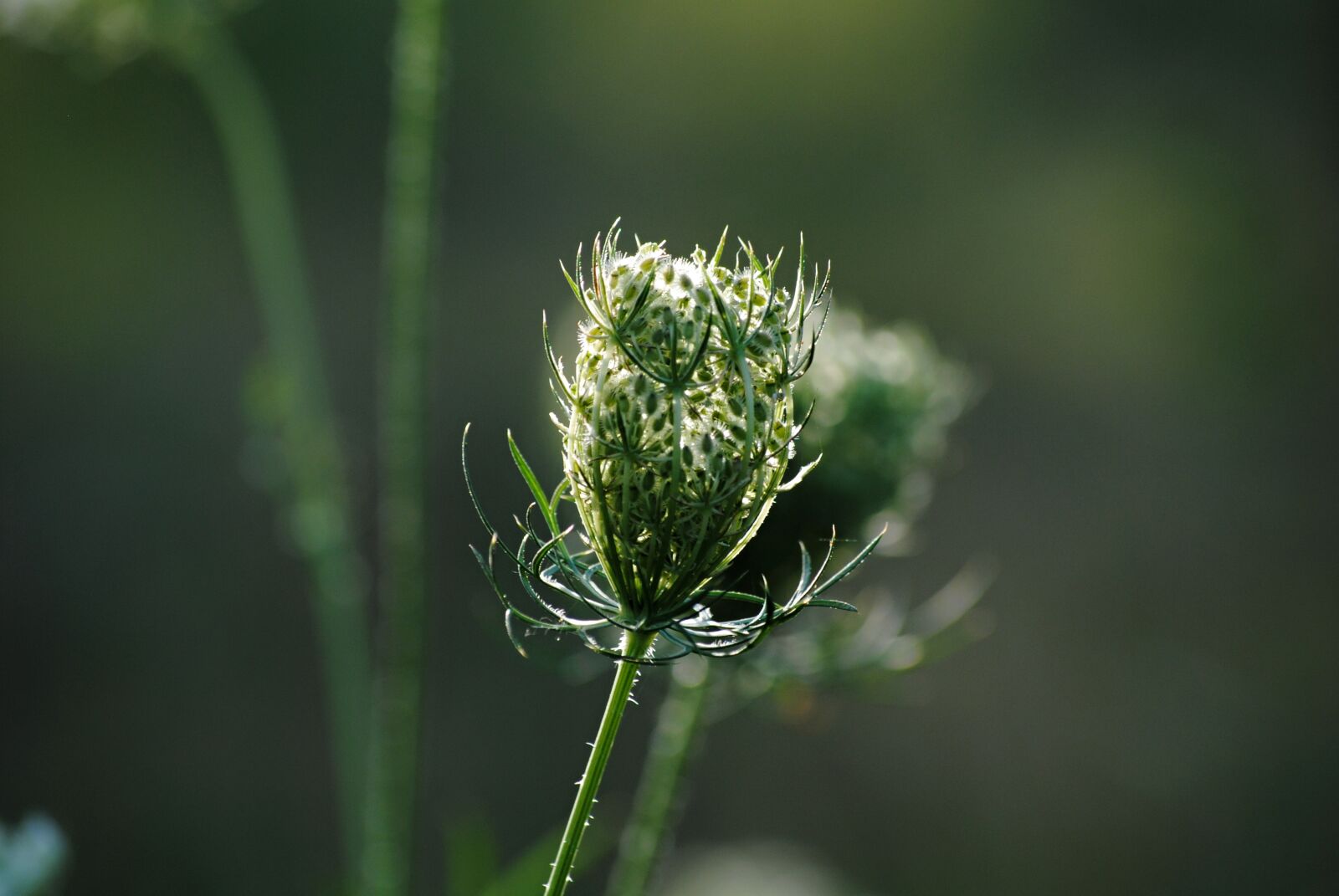 Nikon D3000 sample photo. Flower, plant, field photography