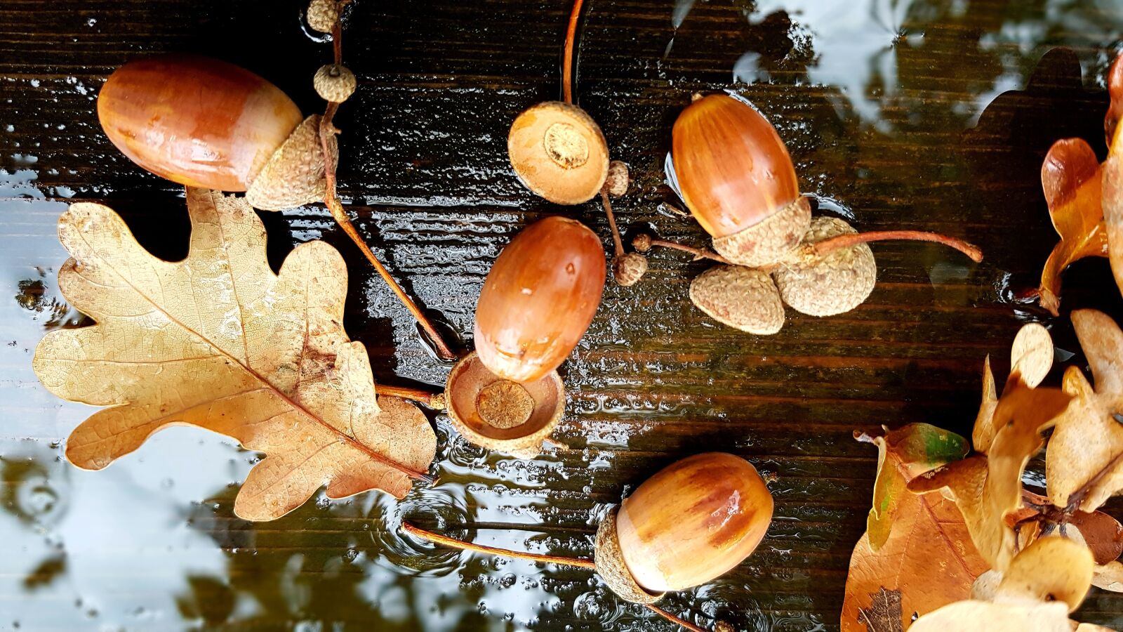 Samsung Galaxy S7 Edge sample photo. Acorns, leaves, autumn photography